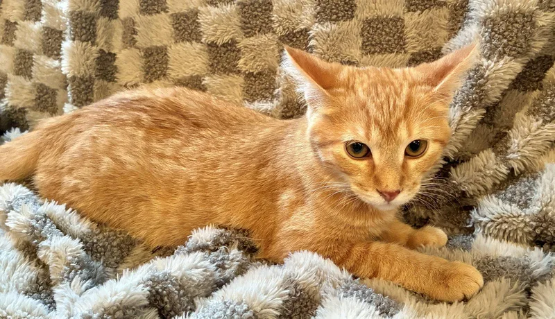 A baby small-sized male Orange / Red Domestic Short Hair cat named Cider for adoption in Forest Lake, MN