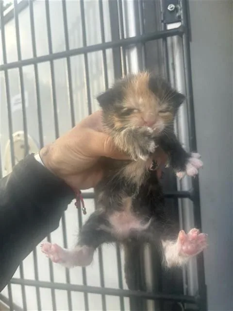 A baby small-sized female Domestic Short Hair cat named Sally for adoption in Houston, TX