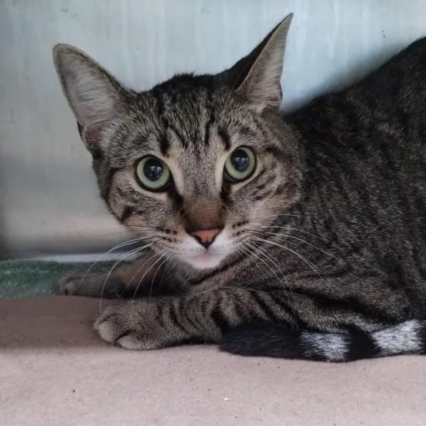 A young small-sized male Domestic Short Hair cat named Quinoa for adoption in Alameda, CA