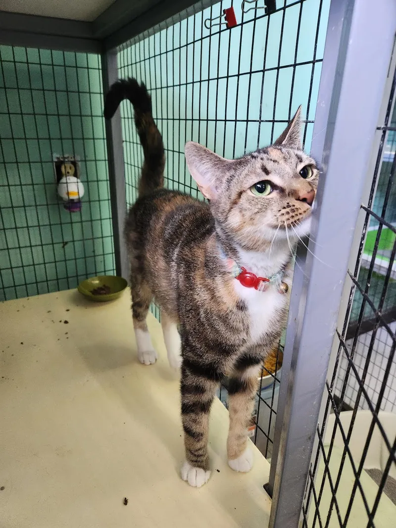 A young medium-sized female Domestic Short Hair cat named Kiki for adoption in Crossville, TN