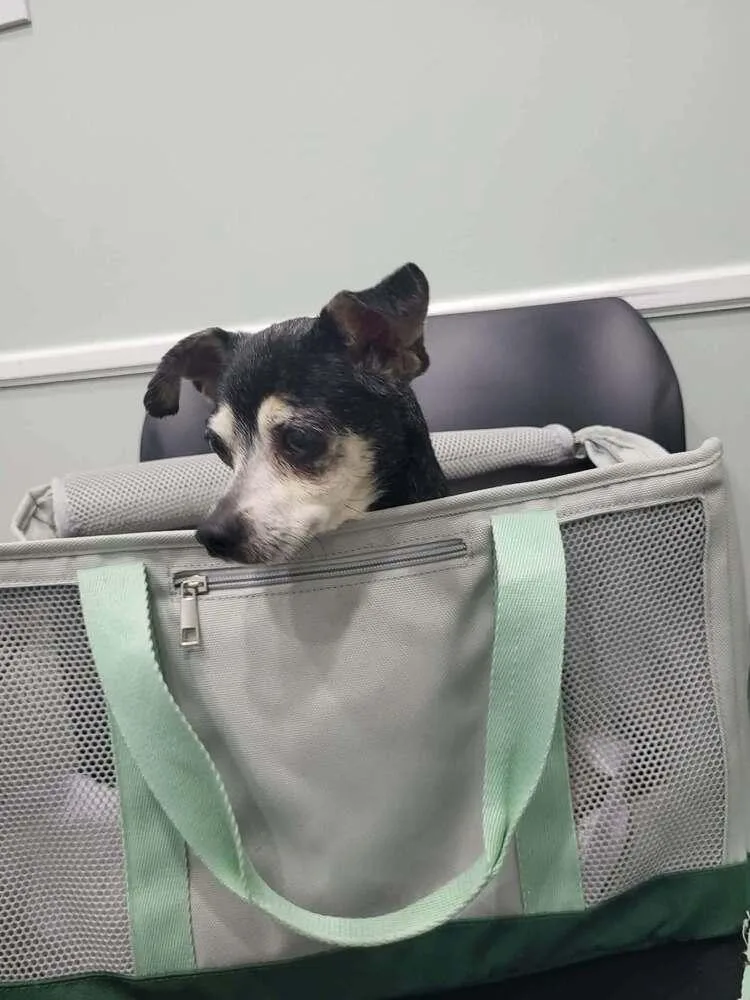 A senior small-sized female Tricolor (Brown, Black, & White) Chihuahua dog named Grandma Gayle for adoption in Pottstown, PA