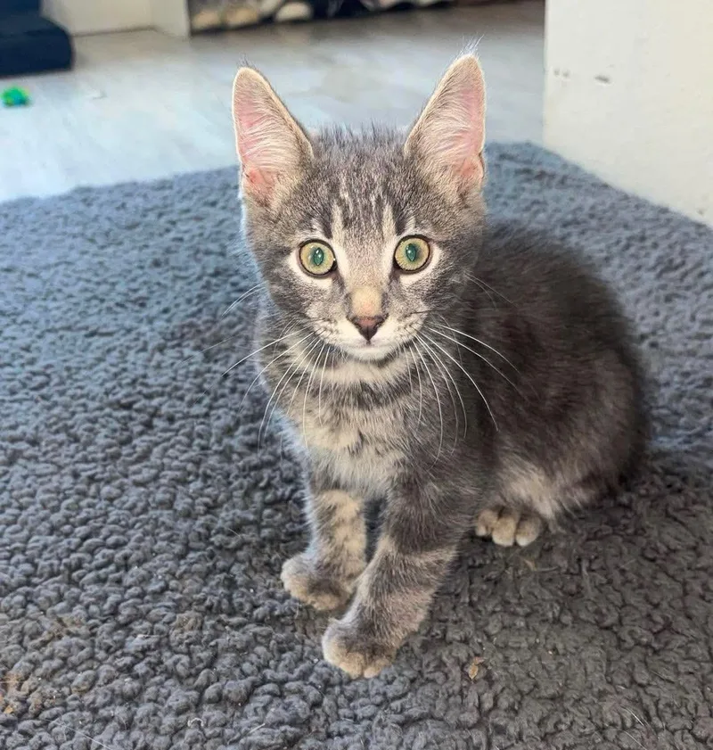 A baby medium-sized male Tabby (Gray / Blue / Silver) Domestic Short Hair cat named Hollis for adoption in Sioux Falls, SD