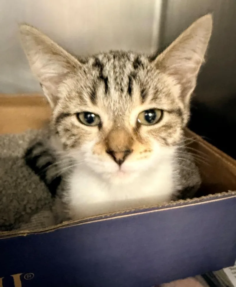 A baby medium-sized male Domestic Short Hair cat named Nerf for adoption in Cincinnati, OH