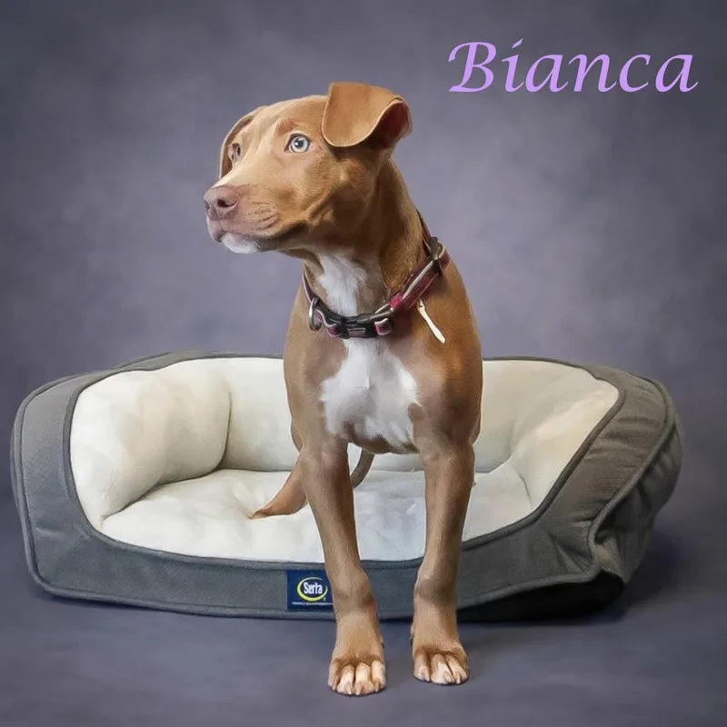 A baby large-sized female Yellow / Tan / Blond / Fawn Pit Bull Terrier dog named Bianca D for adoption in Lebanon, TN