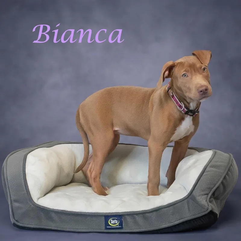 Bianca D thumbnail 2