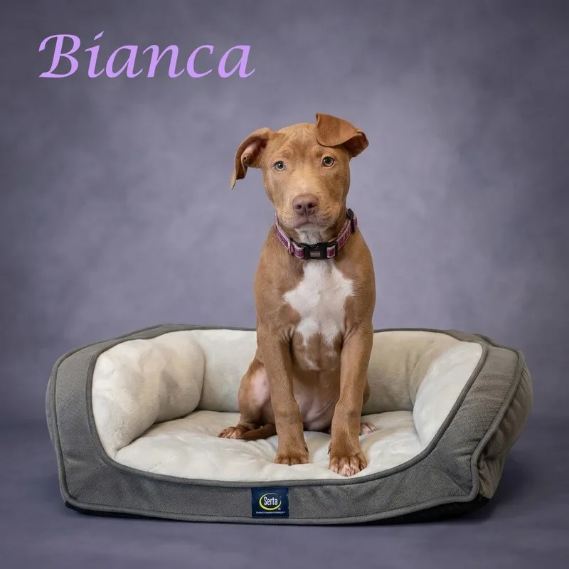 Bianca D thumbnail 3