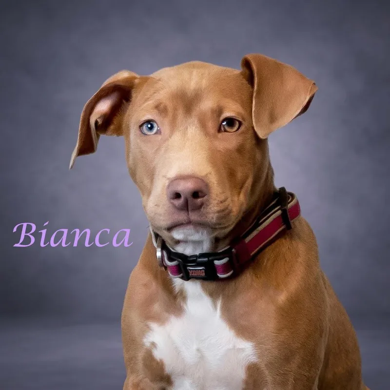 Bianca D thumbnail 4