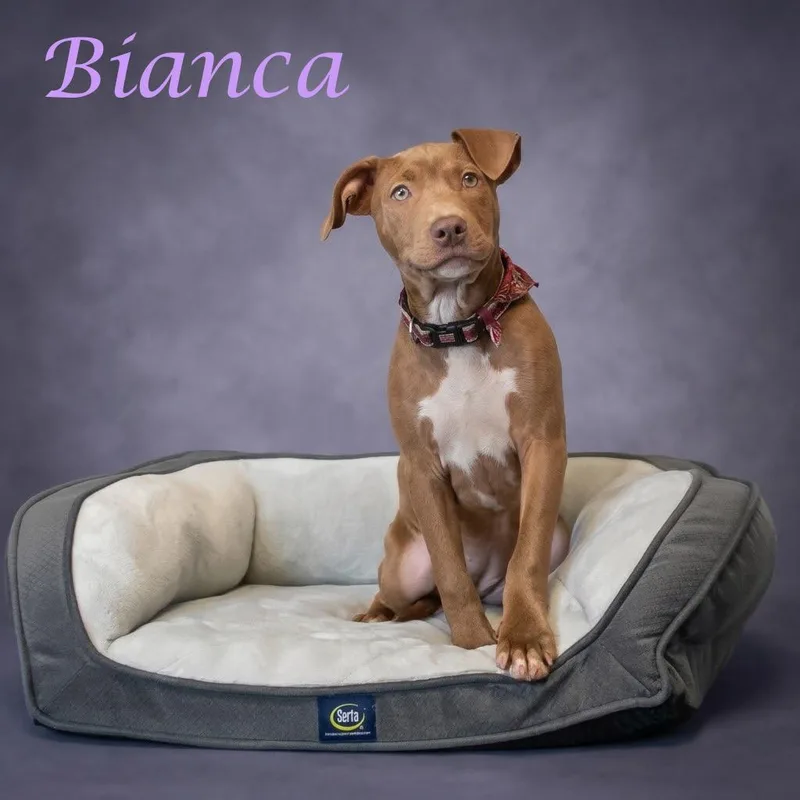 Bianca D thumbnail 5