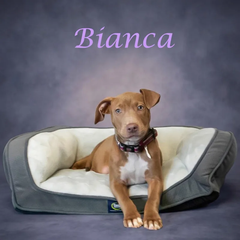 Bianca D thumbnail 6