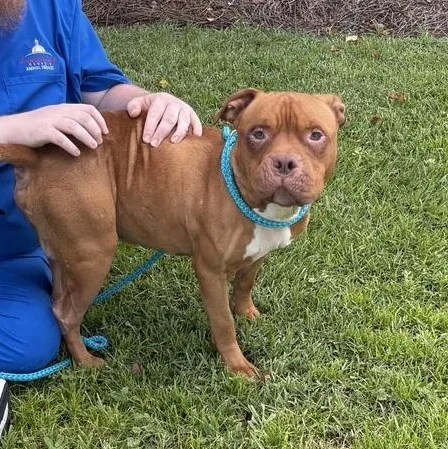A young medium-sized male Red / Chestnut / Orange Bulldog dog named Biff for adoption in Valdosta, GA