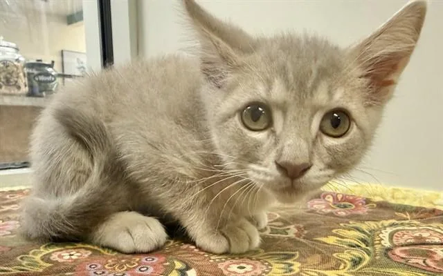 A baby small-sized male Domestic Short Hair cat named Munchkin for adoption in Sarasota, FL