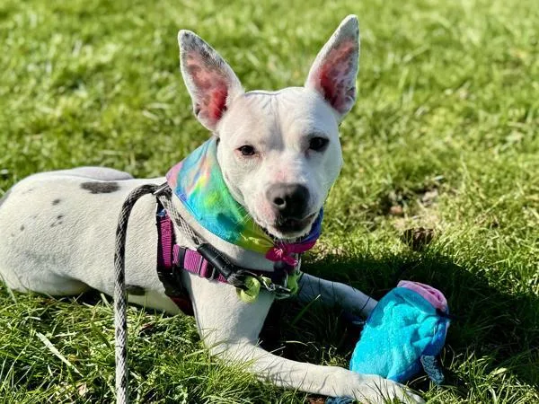 An adult large-sized female Pit Bull Terrier dog named Bubblegum for adoption in Portland, OR