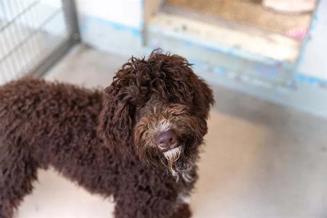 A young medium-sized male Portuguese Water Dog dog named Munster for adoption in Brewster, MA