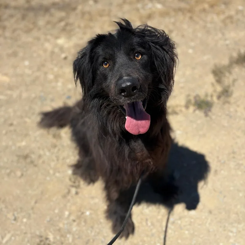 An adult large-sized male Black Flat-Coated Retriever dog named Loki for adoption in Ione, CA