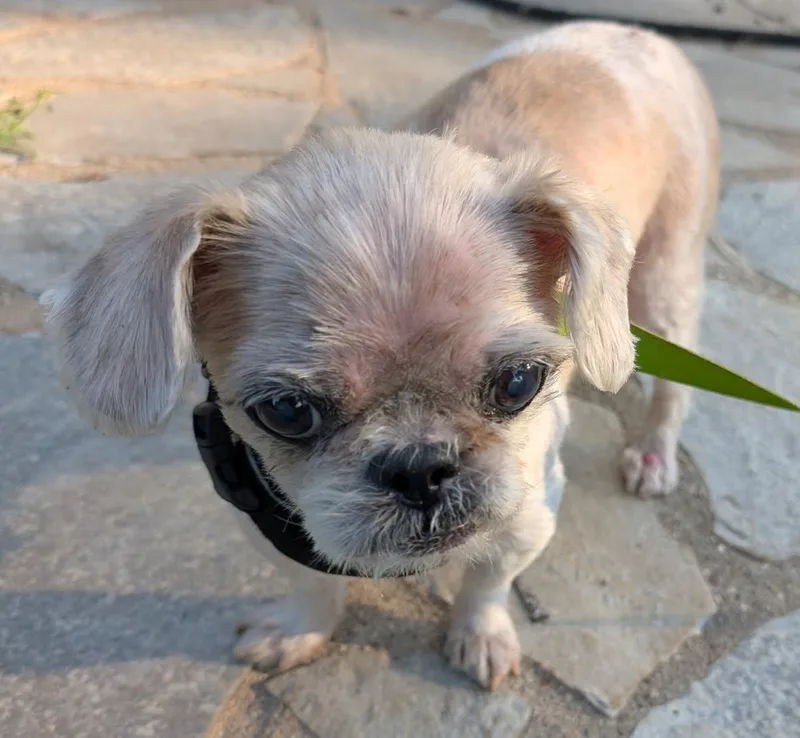 A senior small-sized male Shih Tzu dog named Ruff for adoption in Barrington Hills, IL