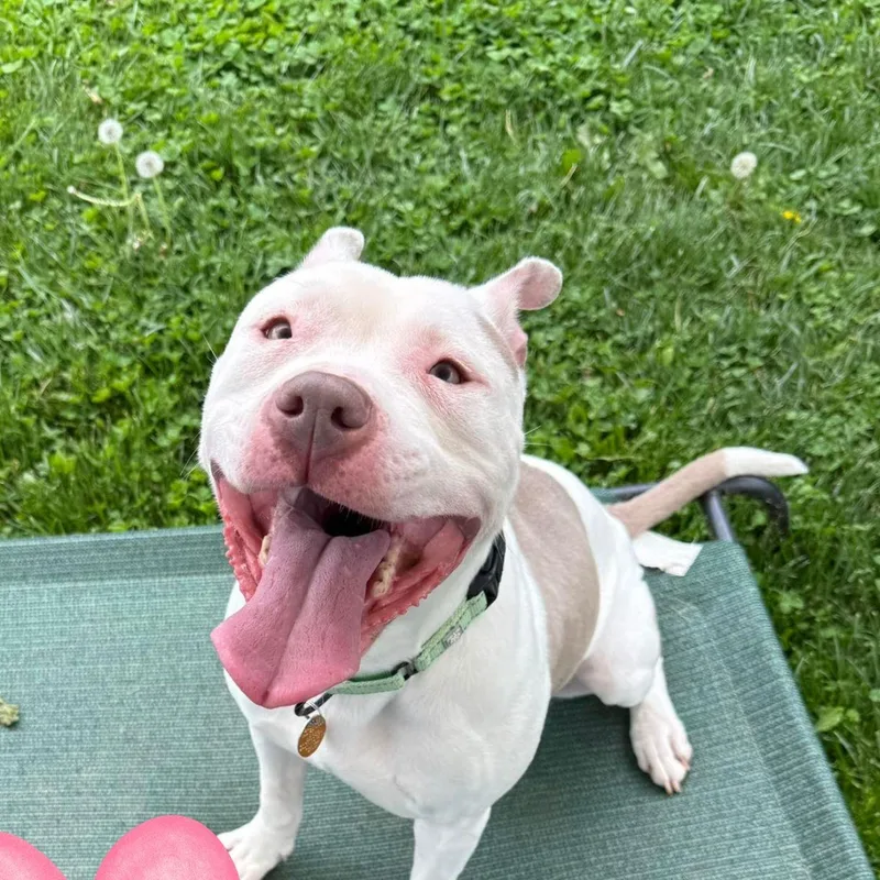 An adult medium-sized female Pit Bull Terrier dog named Ella Cutie for adoption in Baldwin, MD