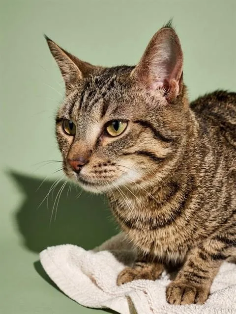 A young medium-sized male Domestic Short Hair cat named Max for adoption in Jacksonville, FL