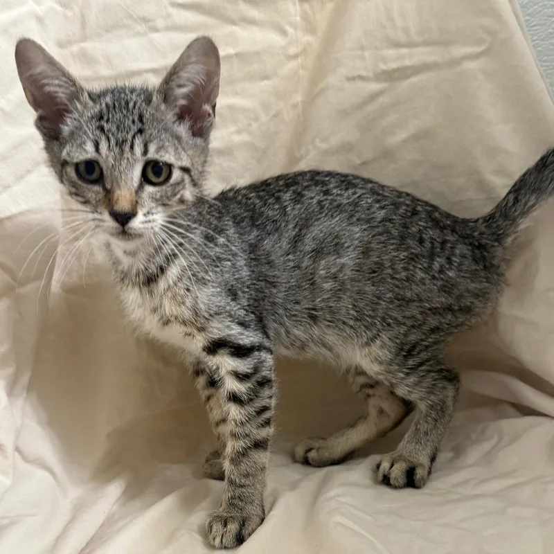 A baby small-sized male Brown / Chocolate Domestic Short Hair cat named Peso for adoption in Brea, CA