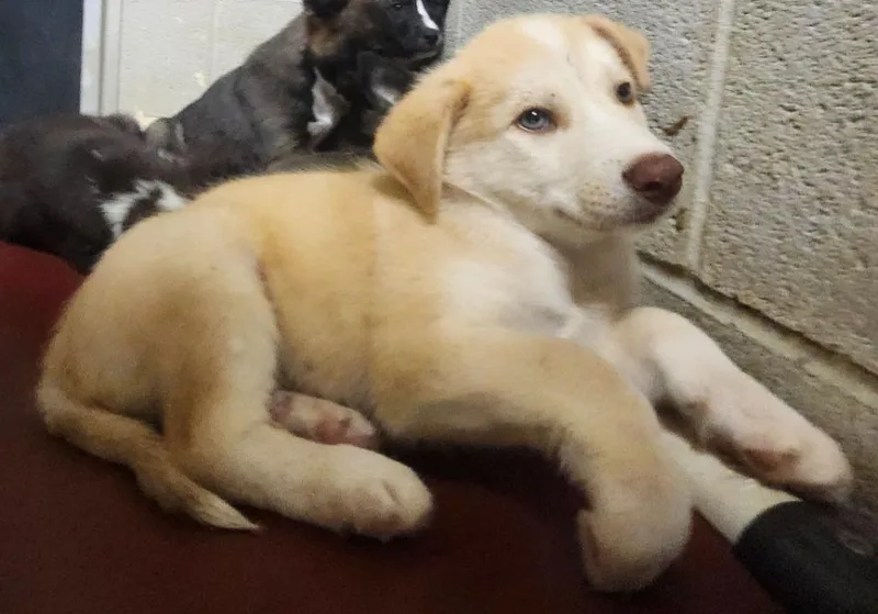 A baby medium-sized male Shepherd dog named Zenith for adoption in Athens, AL