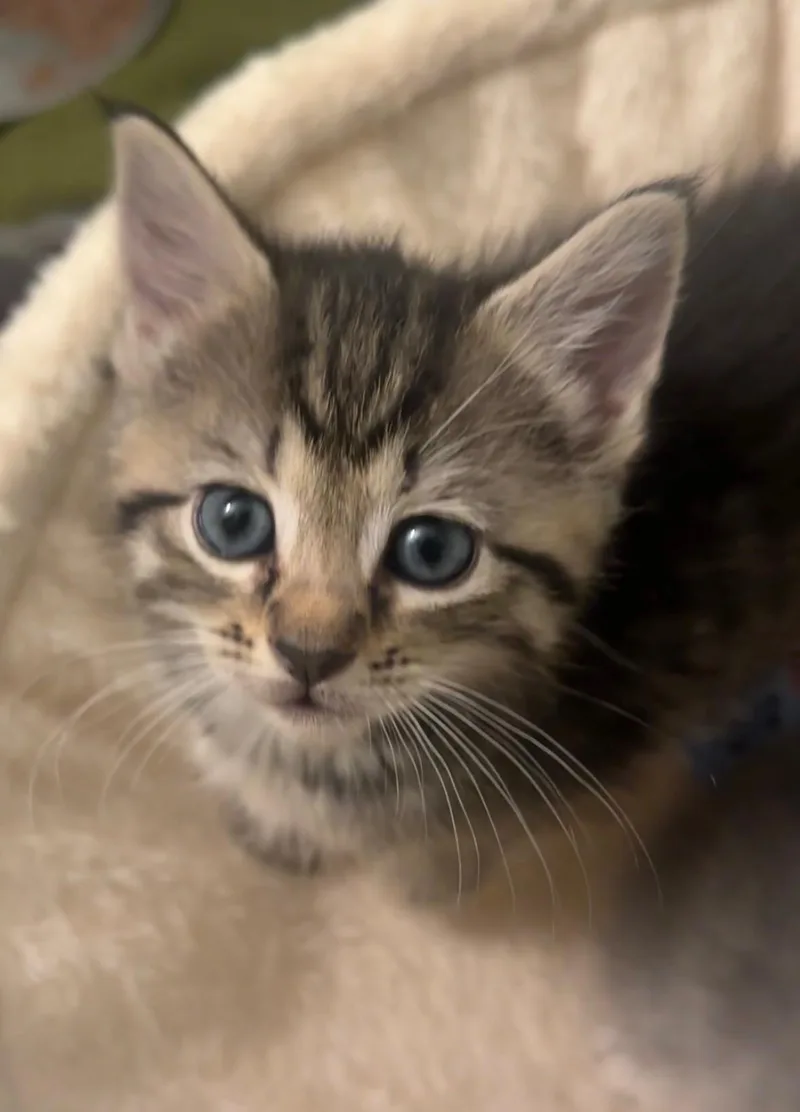 A baby small-sized female Domestic Medium Hair cat named Scrub Daddy for adoption in Hillsborough, NC