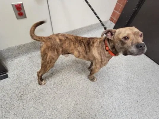 An adult small-sized male Mixed Breed dog named Brindle for adoption in San Pedro, CA