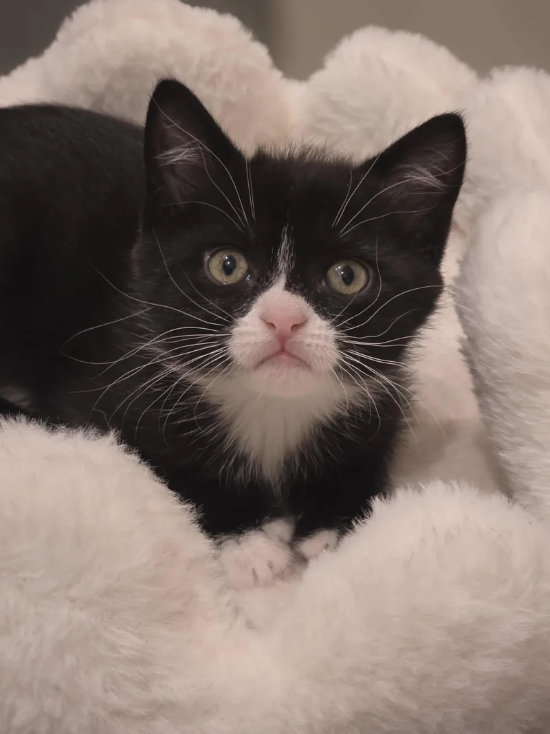 A baby medium-sized female Black & White / Tuxedo Domestic Short Hair cat named Gemma for adoption in Bristol, TN