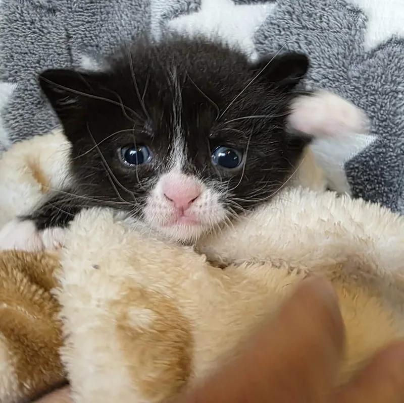 Gemma thumbnail 3