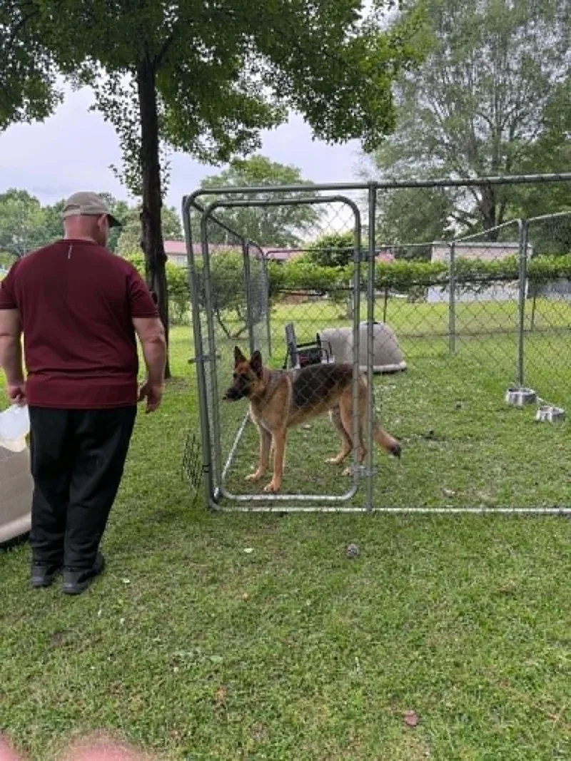 A young medium-sized male German Shepherd Dog dog named Max for adoption in Palm Harbor, FL