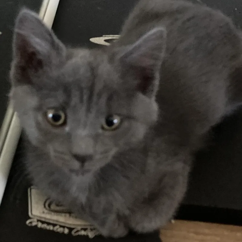 A baby small-sized female Gray / Blue / Silver Domestic Short Hair cat named Brandy for adoption in Riverside, CA