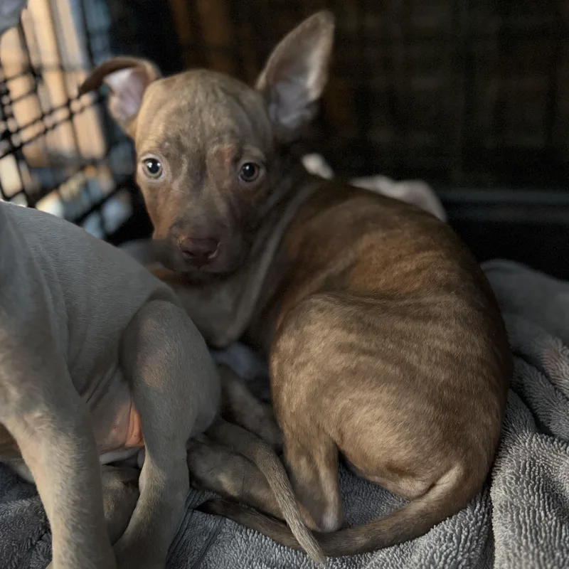 A baby medium-sized male Gray / Blue / Silver American Staffordshire Terrier dog named Ravioli for adoption in Proctorville, OH