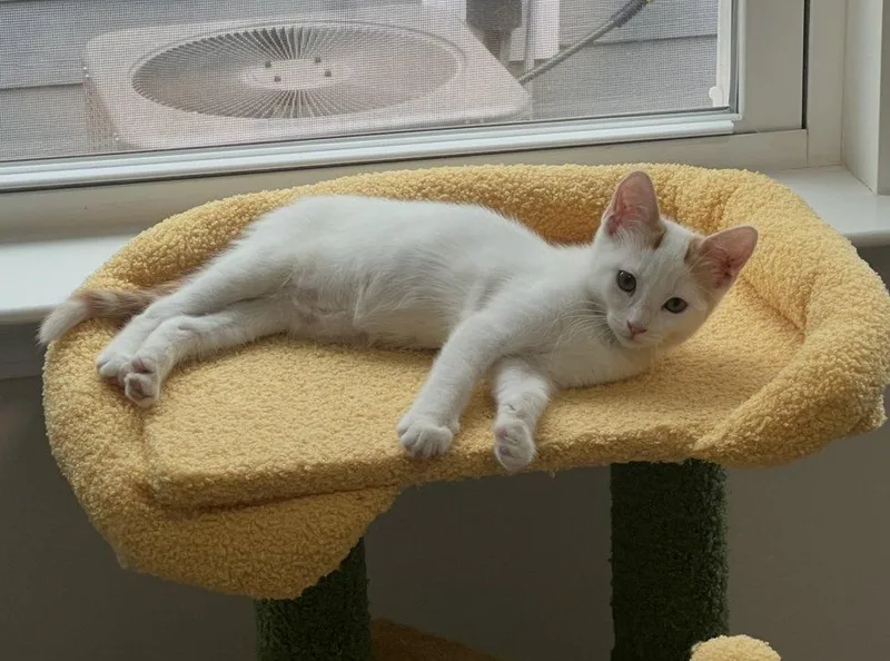 Madame Meowington