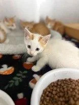 Madame Meowington thumbnail 2
