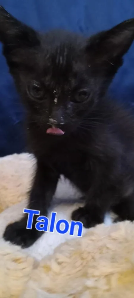 A baby small-sized male Black Domestic Short Hair cat named Talon for adoption in Yuma, AZ