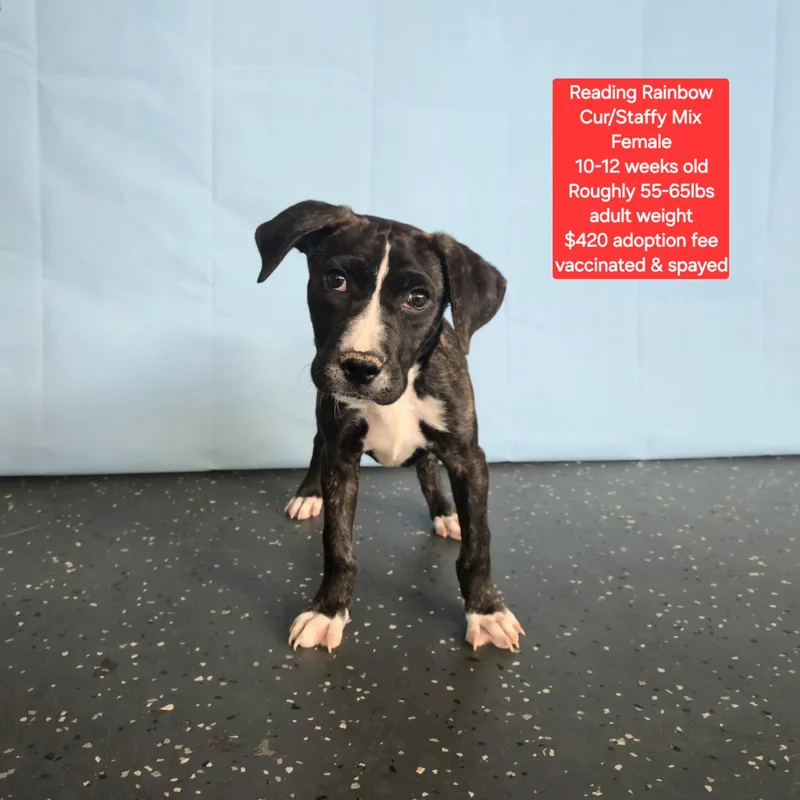 A baby medium-sized female Black Mouth Cur dog named Reading Rainbow for adoption in Oviedo, FL