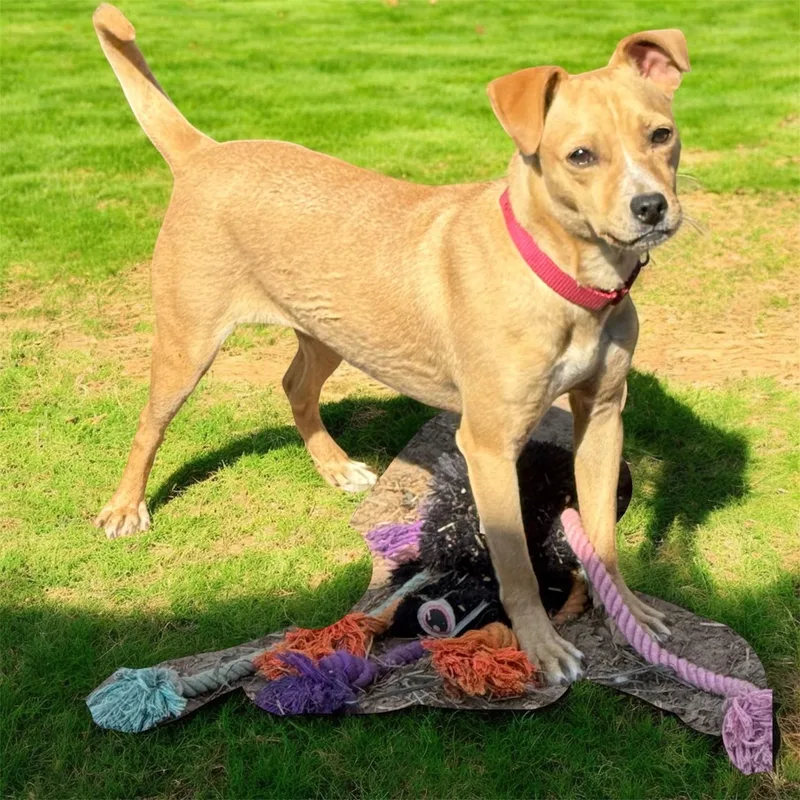 A baby small-sized female Chihuahua dog named Tiramisu for adoption in South Saint Paul, MN