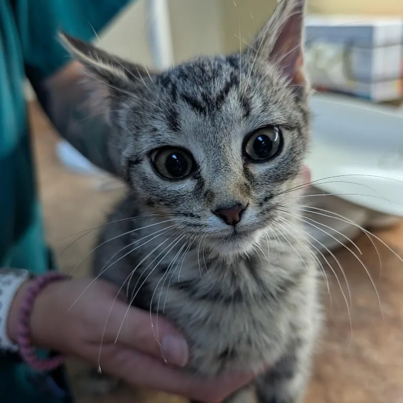 A baby small-sized female Brown / Chocolate Domestic Short Hair cat named Sara for adoption in New York, NY