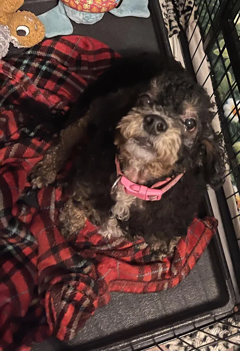 Molly thumbnail 2