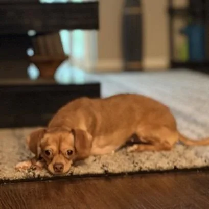 A young small-sized female Yellow / Tan / Blond / Fawn Chihuahua dog named Nilla for adoption in Dover, NH