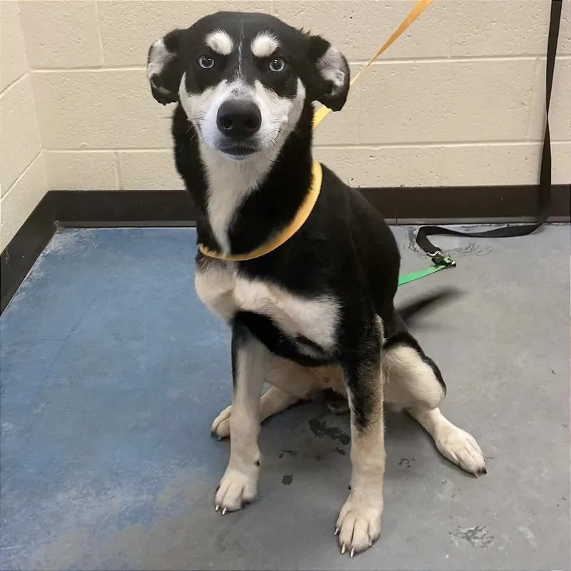 A young medium-sized female Yellow / Tan / Blond / Fawn Mixed Breed dog named Bubbles for adoption in Memphis, TN