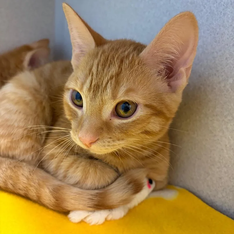 A baby small-sized male Orange / Red Domestic Short Hair cat named Jojo for adoption in Pittsburgh, PA