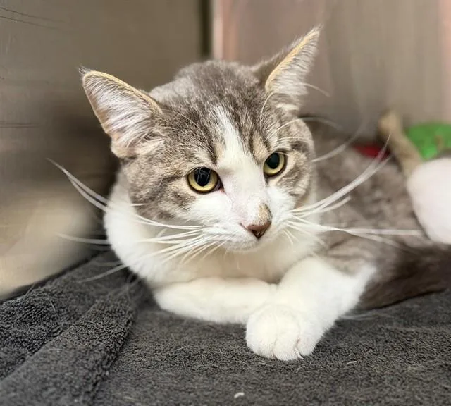 A young small-sized male Domestic Short Hair cat named Weber for adoption in Brighton, CO