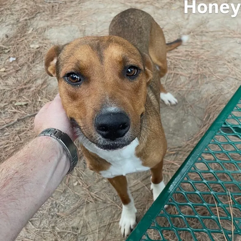 Honey Boy