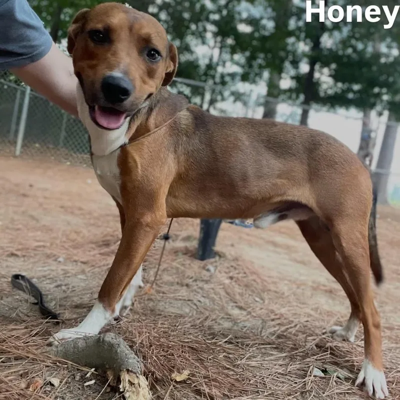 Honey Boy thumbnail 2