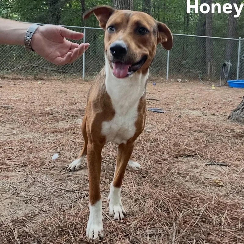 Honey Boy thumbnail 3