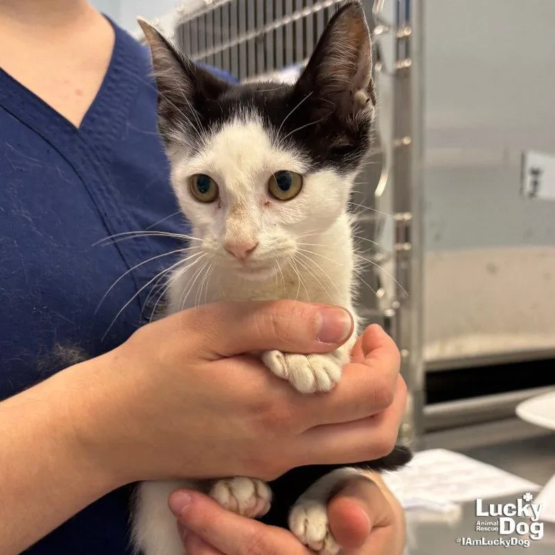 A baby medium-sized female Black & White / Tuxedo Domestic Short Hair cat named Ell for adoption in Washington, DC