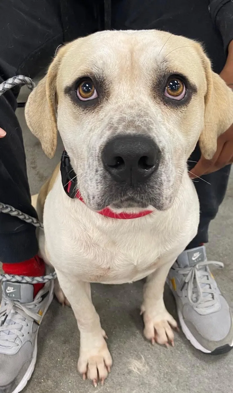 An adult medium-sized male Apricot / Beige Yellow Labrador Retriever dog named Jeff for adoption in LaPlace, LA