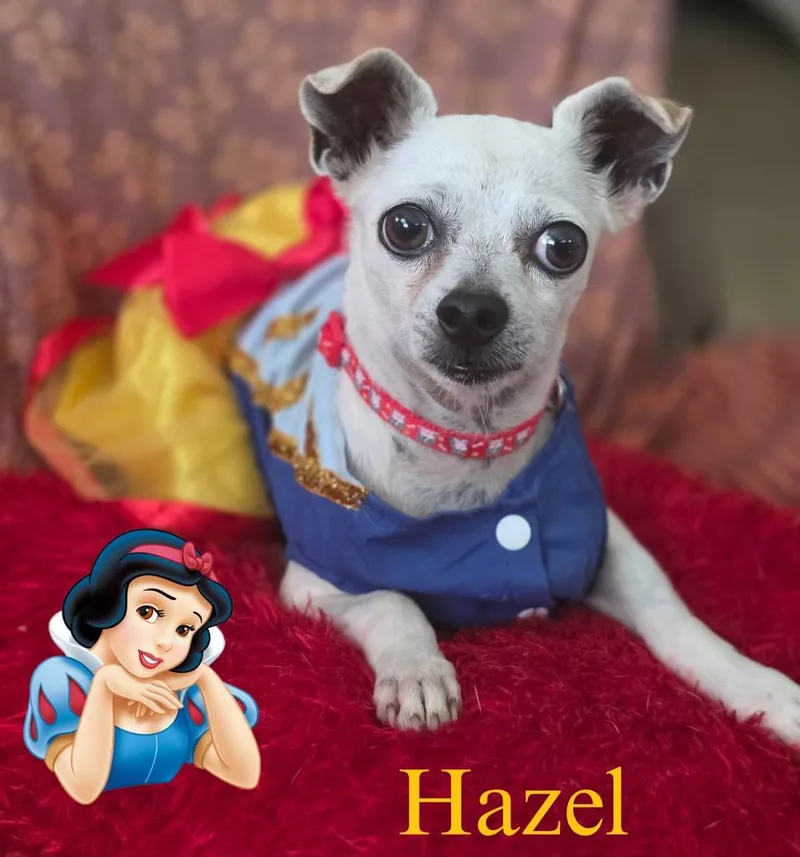 Hazel thumbnail 3