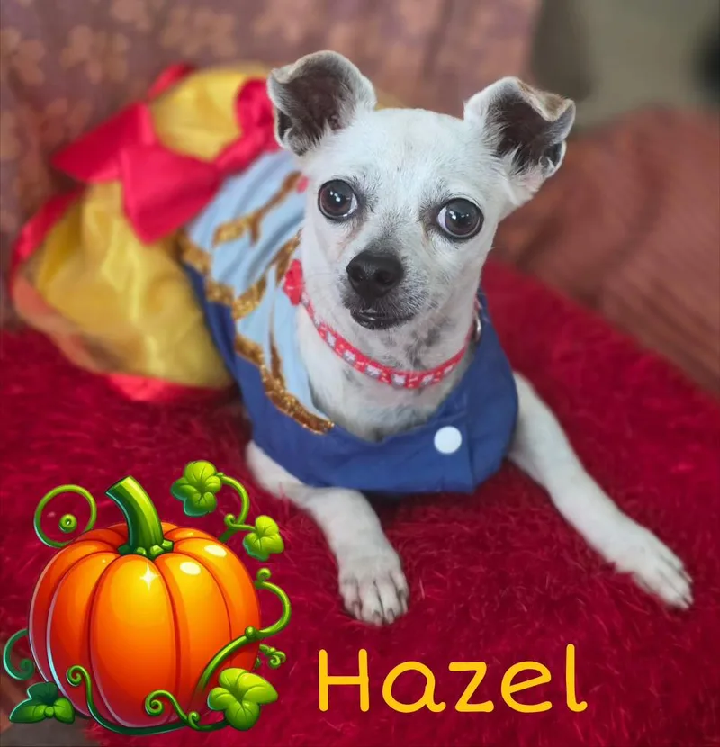 Hazel thumbnail 4