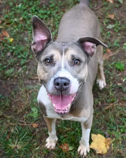 An adult large-sized female Mixed Breed dog named Lainey for adoption in Chamblee, GA
