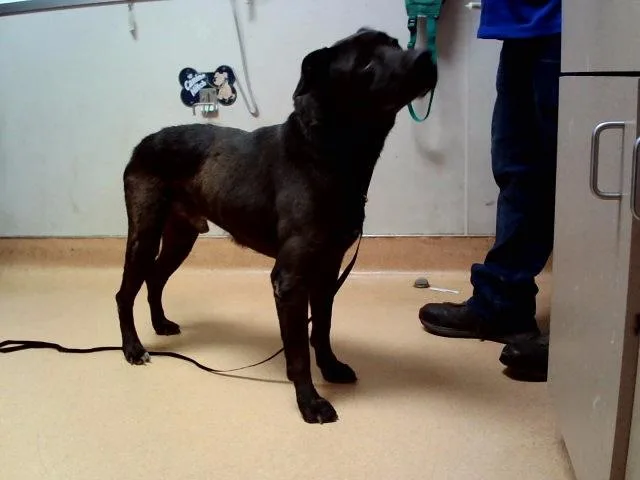 A senior large-sized male Labrador Retriever dog named Zack for adoption in Martinez, CA